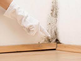 Best Black Mold Removal  in Oakville, MO